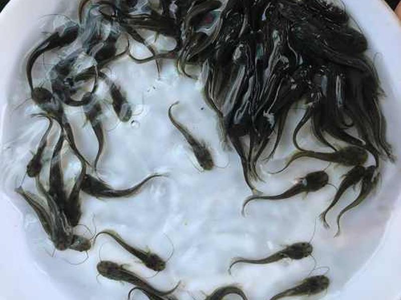 鲶鱼培育育苗技术;鲶鱼培育育苗技术要点 鲶鱼培育育苗技术;鲶鱼培育育苗技术要点