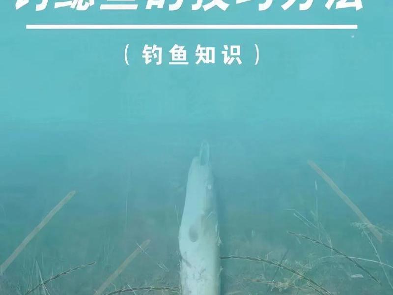 鲶鱼投放技巧 - 鲶鱼投放技巧视频 鲶鱼投放技巧 - 鲶鱼投放技巧视频