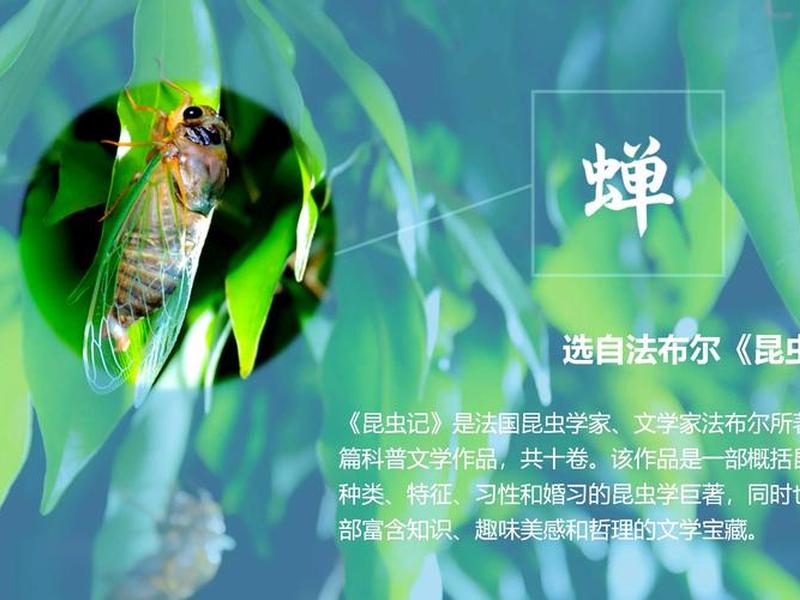 鸣蝉的使用技巧 鸣蝉的使用技巧是什么