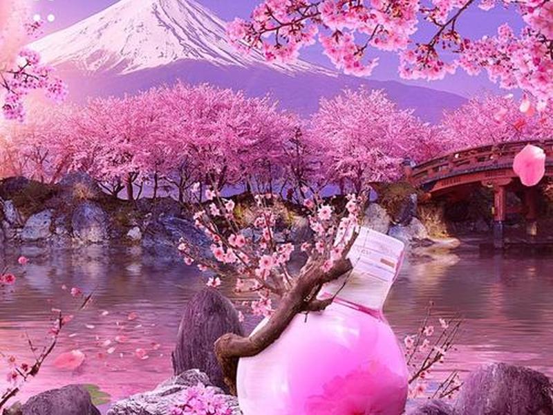 樱花网站怎么登陆、樱花网站怎么登陆不了 樱花网站怎么登陆、樱花网站怎么登陆不了