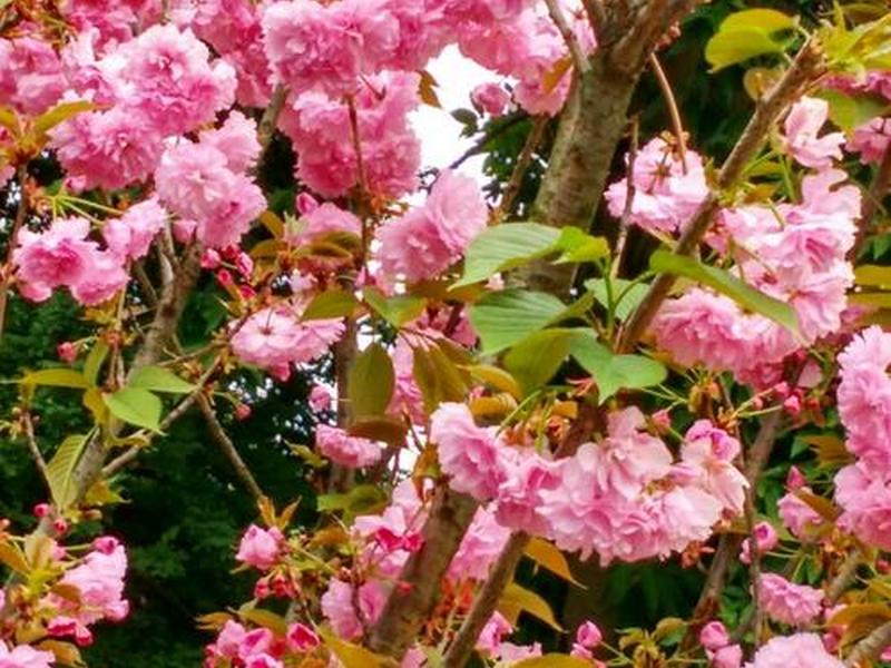 樱花主页(樱花官网主页) 樱花主页(樱花官网主页)