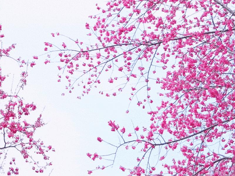 樱花建设;樱花 设计 樱花建设;樱花 设计