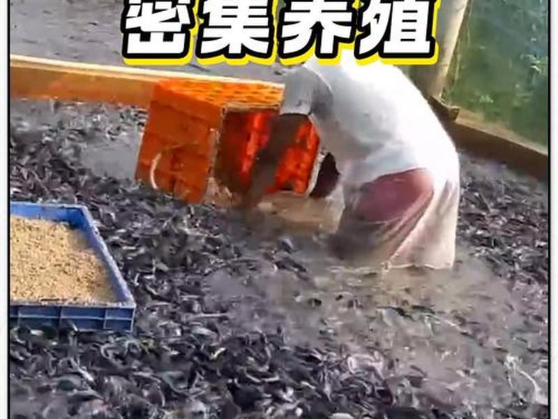 鲶鱼养殖环境搭建 鲶鱼养殖环境搭建方案 鲶鱼养殖环境搭建 鲶鱼养殖环境搭建方案