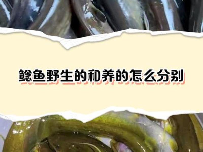 鲶鱼养殖池建设(鲶鱼养殖池建设规范) 鲶鱼养殖池建设(鲶鱼养殖池建设规范)
