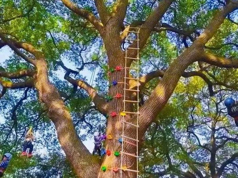 攀树锚点搭建教学,攀树视频教学视频 攀树锚点搭建教学,攀树视频教学视频
