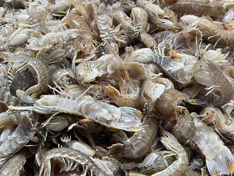 虾皮建站 - 虾皮是自建站吗 虾皮建站 - 虾皮是自建站吗