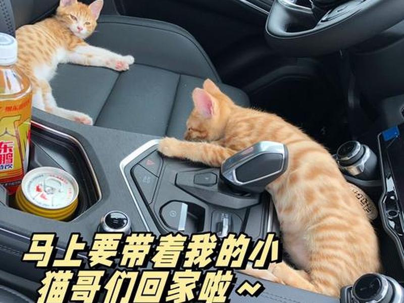 猫哥开大巴、猫哥开大巴车 猫哥开大巴、猫哥开大巴车