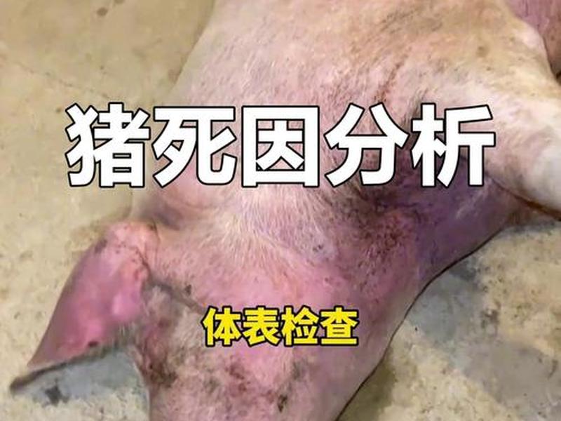 猪夜间胀气死亡的原因、猪夜间胀气死亡的原因分析 猪夜间胀气死亡的原因、猪夜间胀气死亡的原因分析