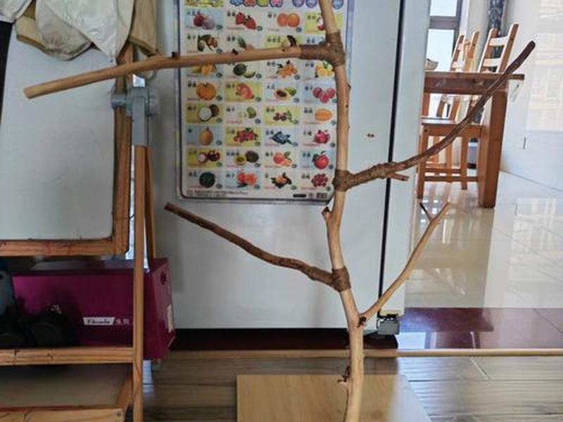 用筷子给鹦鹉做站架、用筷子给鹦鹉做站架好吗 用筷子给鹦鹉做站架、用筷子给鹦鹉做站架好吗
