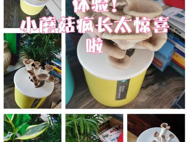 小蘑菇软件合法吗 小蘑菇软件平台稳定吗 小蘑菇软件合法吗 小蘑菇软件平台稳定吗