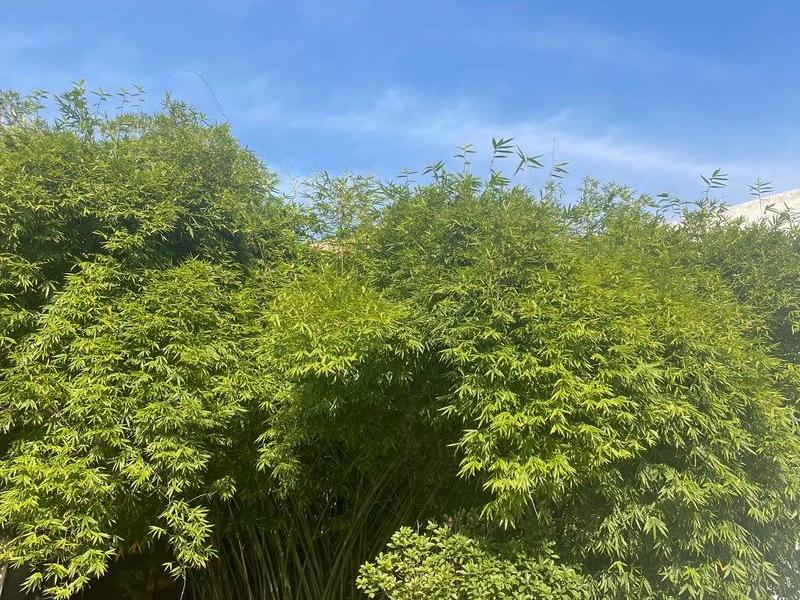 蓝天 蓝天