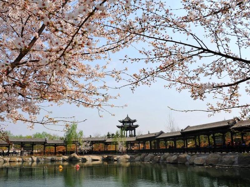 樱花建设;樱花 设计 樱花建设;樱花 设计