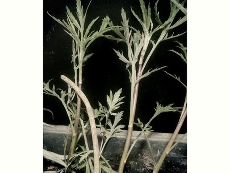 芦蒿苗种植教程、芦蒿苗种植教程图片 芦蒿苗种植教程、芦蒿苗种植教程图片
