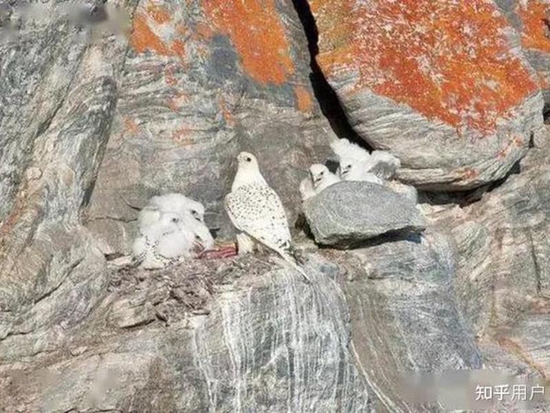 老鹰教程值得买?,老鹰教程值得买吗知乎 老鹰教程值得买?,老鹰教程值得买吗知乎
