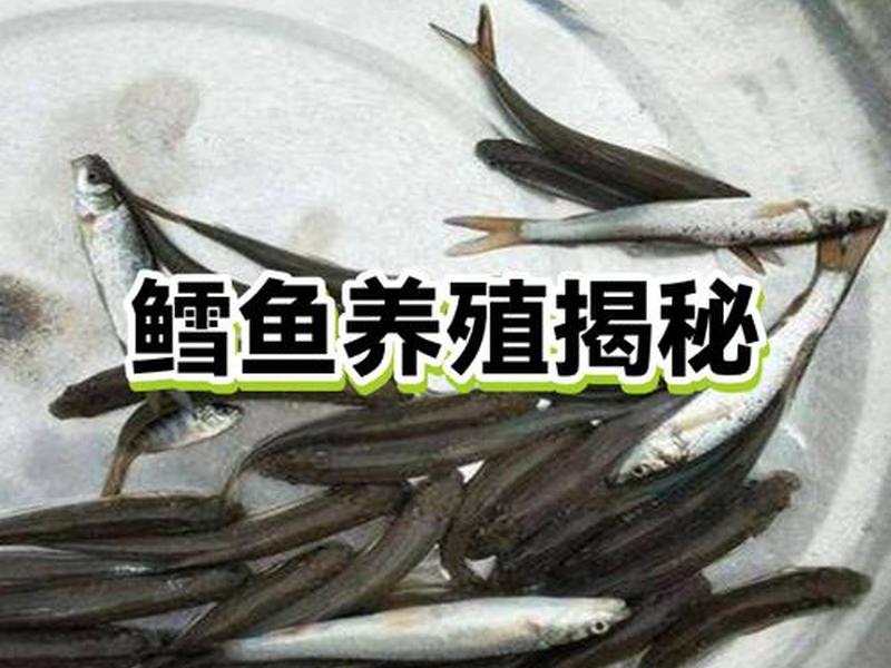 鳕鱼工厂化养殖;鳕鱼人工养殖 鳕鱼工厂化养殖;鳕鱼人工养殖
