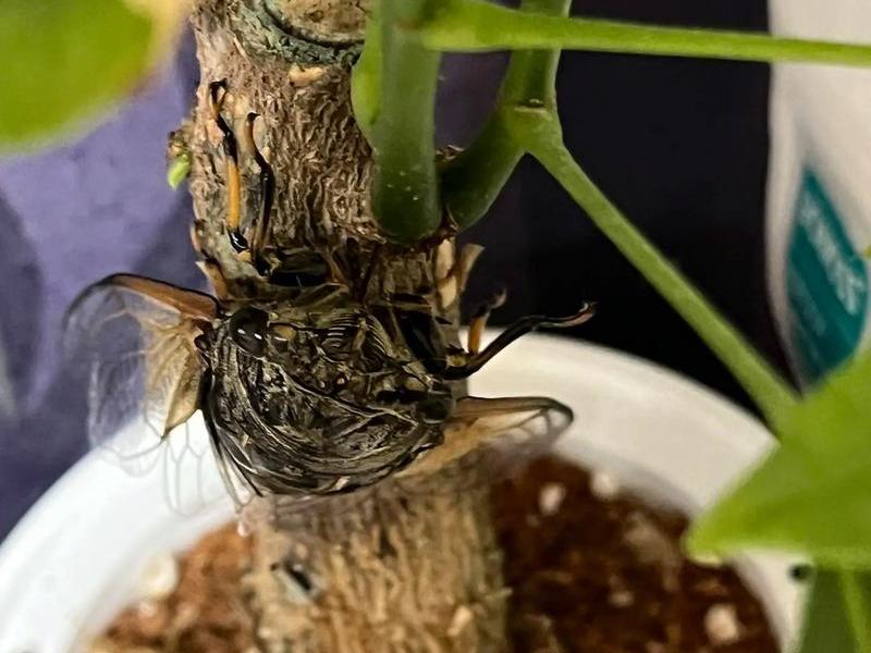 鸣蝉网站在哪找 鸣蝉网站搜索不到 鸣蝉网站在哪找 鸣蝉网站搜索不到