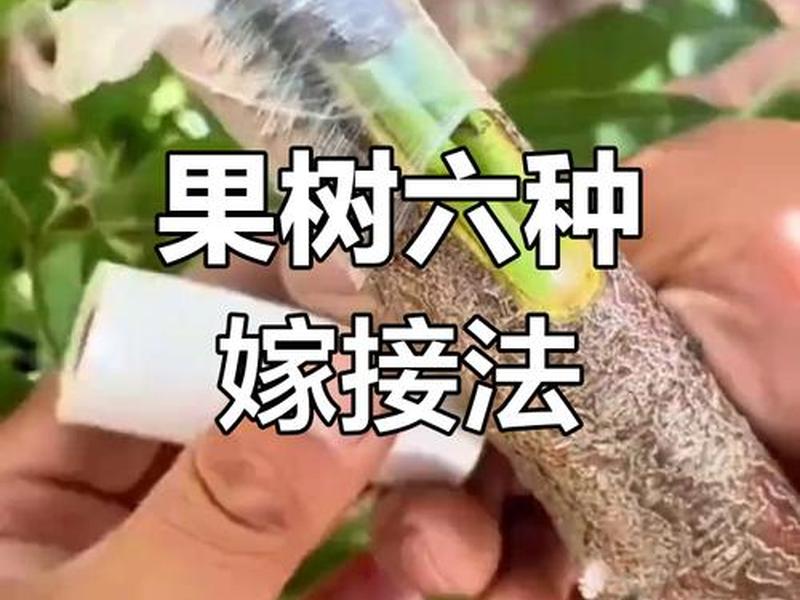 史上最全的十二种果树嫁接技术图解视频(史上最全的十二种果树嫁接技术图解视频教程) 史上最全的十二种果树嫁接技术图解视频(史上最全的十二种果树嫁接技术图解视频教程)