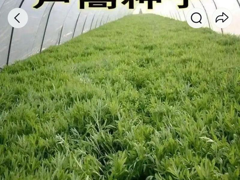 芦蒿种育苗方法(芦蒿种育苗方法图解) 芦蒿种育苗方法(芦蒿种育苗方法图解)