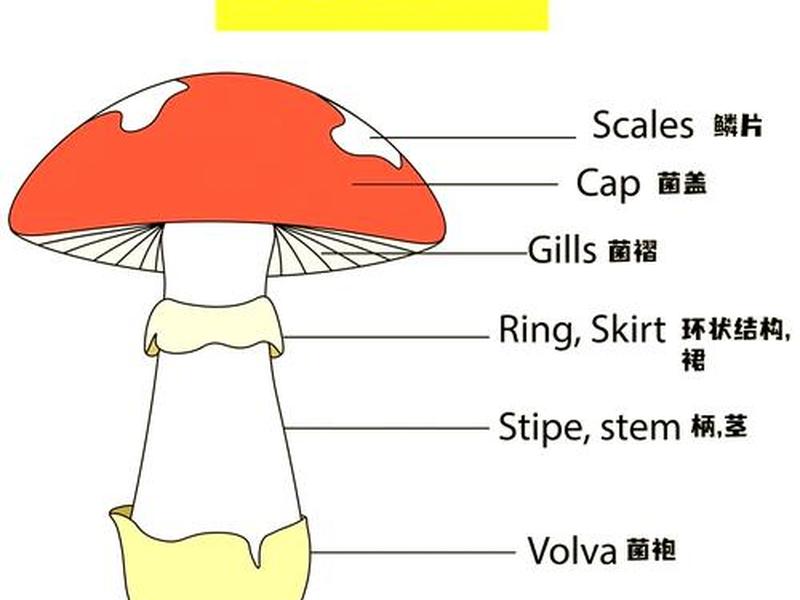小蘑菇新手教程,小蘑菇新手教程图片 小蘑菇新手教程,小蘑菇新手教程图片
