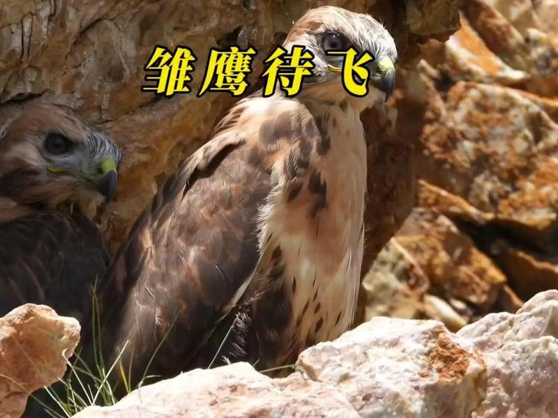 老鹰建巢步骤详解(老鹰建巢要什么东西) 老鹰建巢步骤详解(老鹰建巢要什么东西)