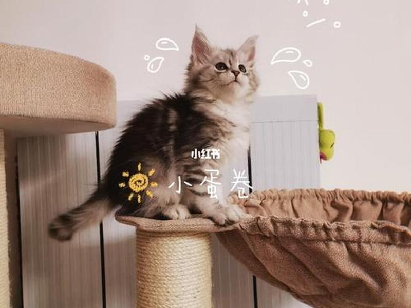 稳当猫如何注册、稳当猫平台模式详解 稳当猫如何注册、稳当猫平台模式详解