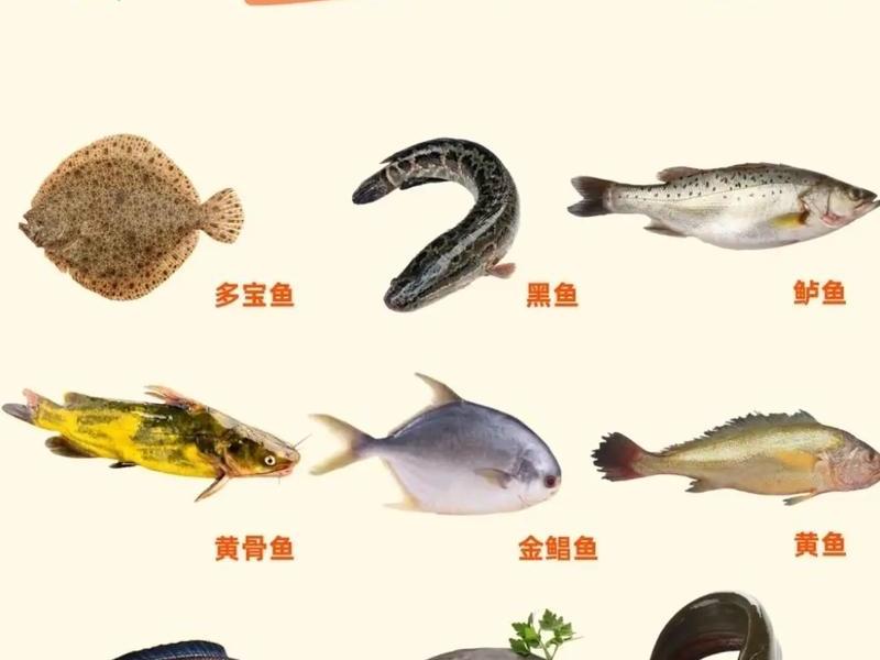 塔木鱼图片及价格 - 塔木鱼图片及价格大全 塔木鱼图片及价格 - 塔木鱼图片及价格大全