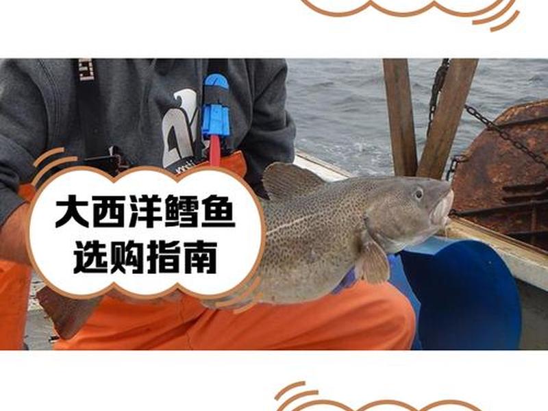 鳕鱼养殖视频教程、鳕鱼养殖视频教程全集 鳕鱼养殖视频教程、鳕鱼养殖视频教程全集