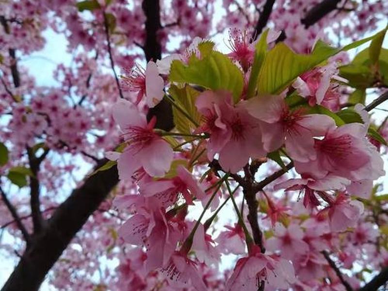樱花联机建站教程（樱花联机建站教程下载）