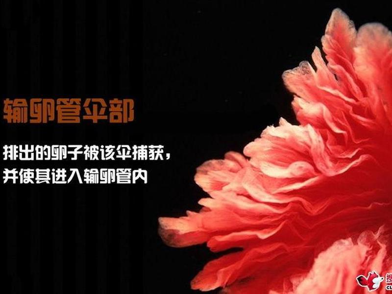 造人教学视频 - 造人教学视频讲解 造人教学视频 - 造人教学视频讲解