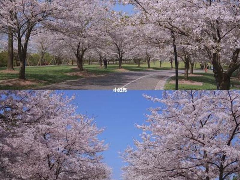 樱花联机怎么创建隧道，樱花联机怎么创建隧道模式