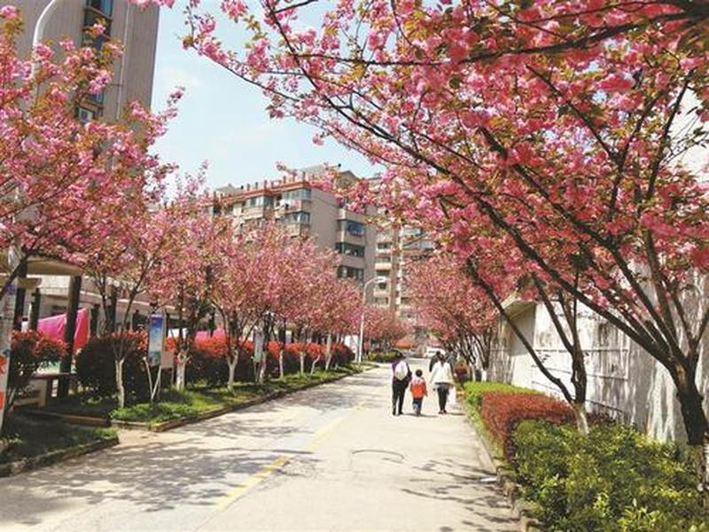 樱花设区、樱花舍区下载