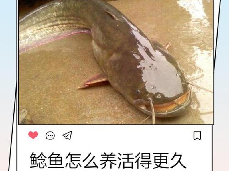 鲶鱼养殖场建造方法,鲶鱼养殖场建造方法图片 鲶鱼养殖场建造方法,鲶鱼养殖场建造方法图片