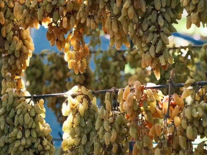 吐鲁番外贸视频、吐鲁番的视频介绍