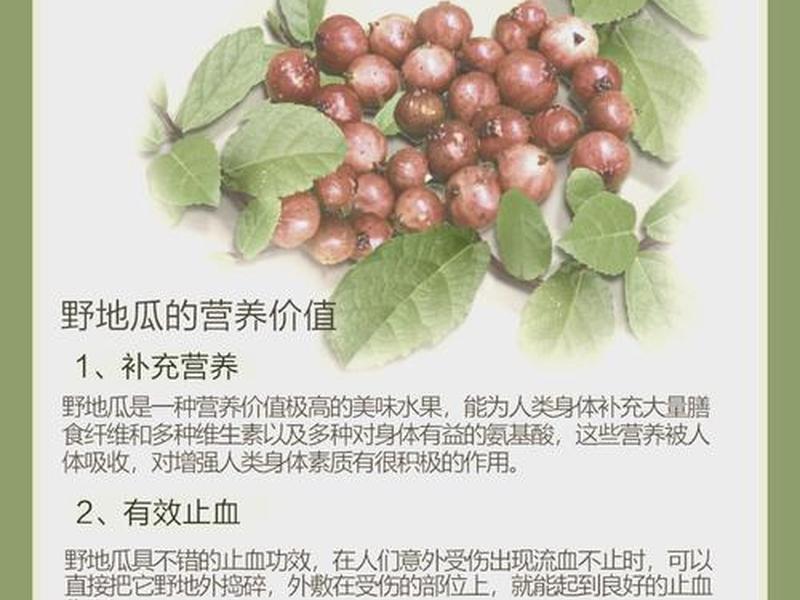 三分钟讲透经典下地瓜疗法指的是什么 地瓜疗法有科学依据吗 三分钟讲透经典下地瓜疗法指的是什么 地瓜疗法有科学依据吗