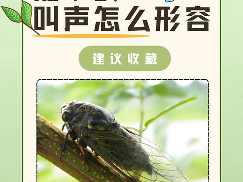 鸣蝉的使用技巧 鸣蝉的使用技巧是什么