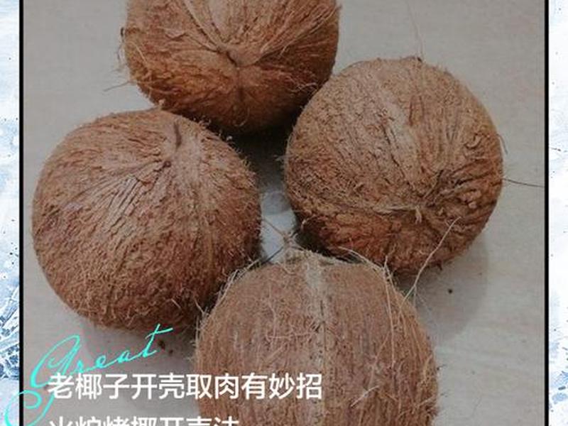 椰子果种植技巧 椰子果种植技巧图解 椰子果种植技巧 椰子果种植技巧图解