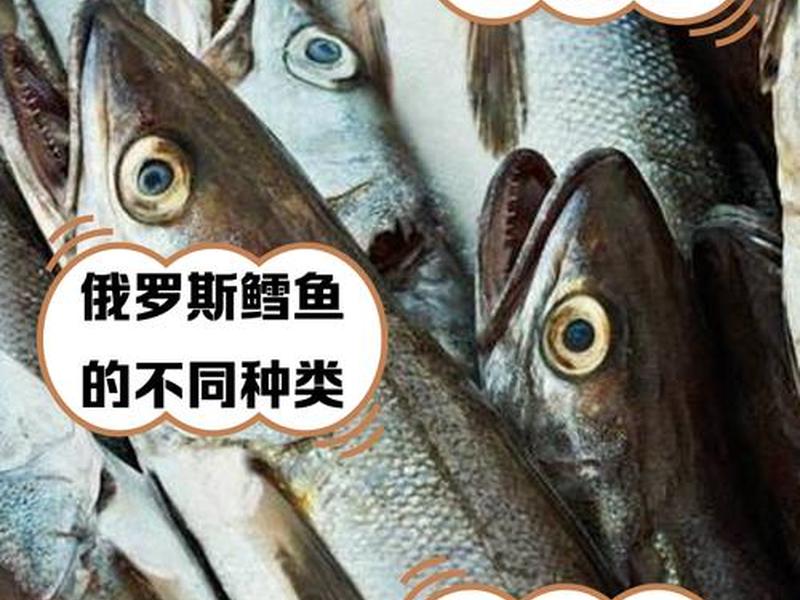 鳕鱼养殖要求条件;鳕鱼养殖要求条件有哪些 鳕鱼养殖要求条件;鳕鱼养殖要求条件有哪些