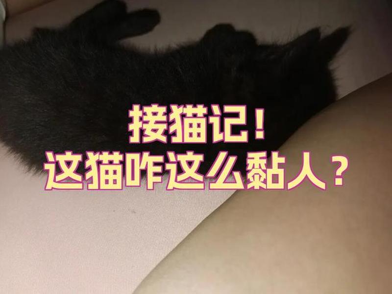 稳当猫如何注册、稳当猫平台模式详解 稳当猫如何注册、稳当猫平台模式详解