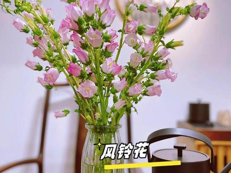 手机风铃花拍摄技巧(手机风铃花拍摄技巧视频) 手机风铃花拍摄技巧(手机风铃花拍摄技巧视频)