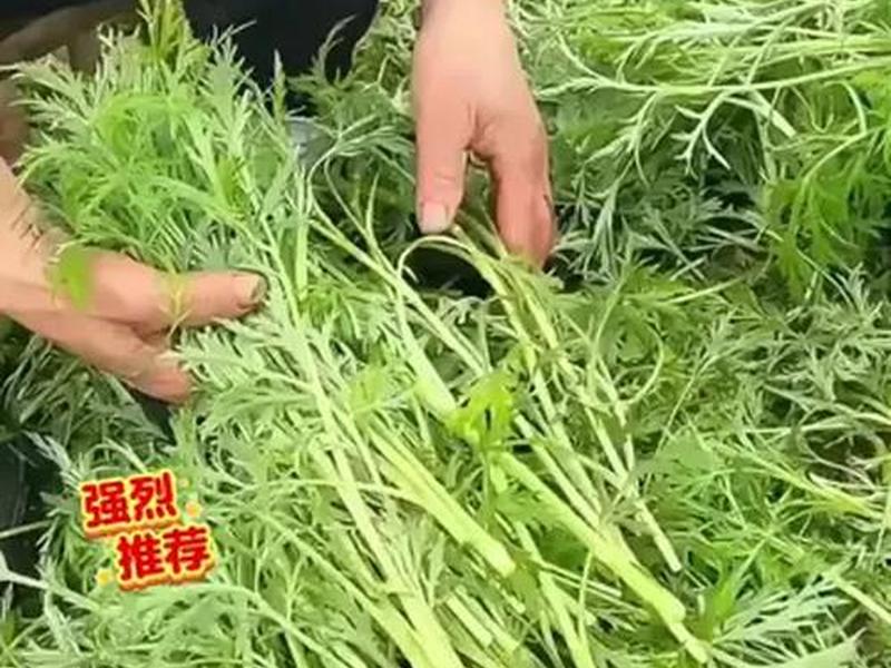 芦蒿苗种植方法(芦蒿苗种植方法图解) 芦蒿苗种植方法(芦蒿苗种植方法图解)