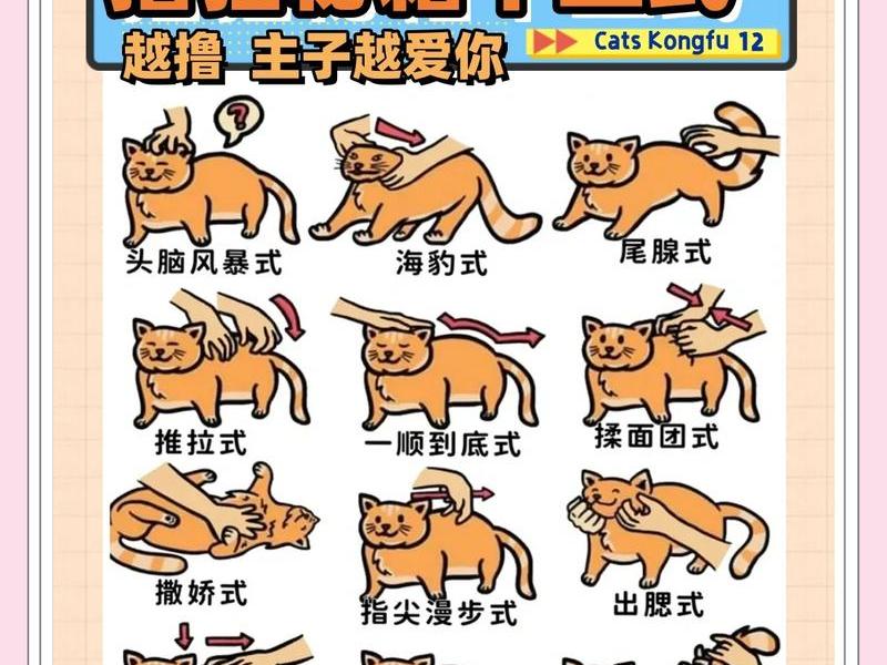 皮皮喵使用教程（如何使用皮皮喵）