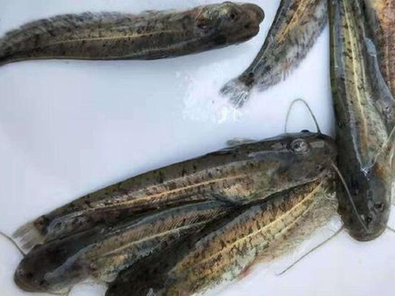 鲶鱼培育 怎样培育鲶鱼苗 鲶鱼培育 怎样培育鲶鱼苗