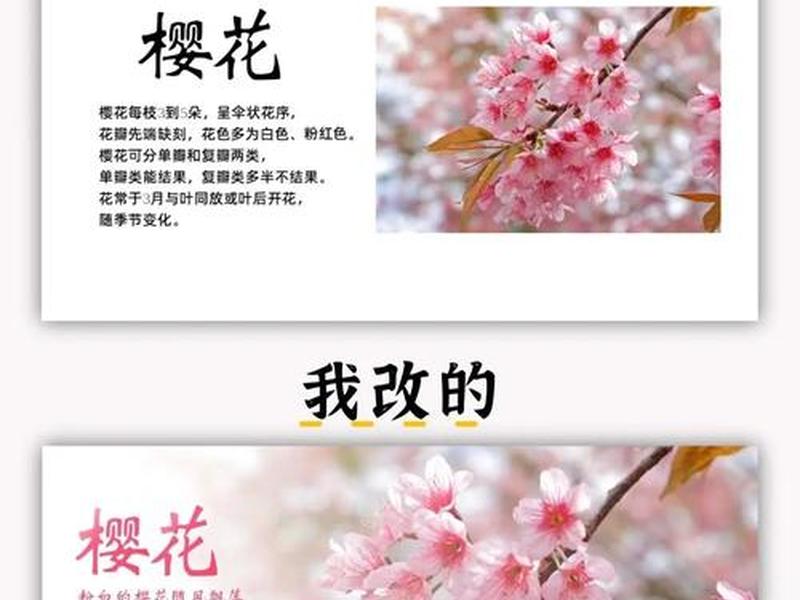 樱花创建教程(樱花创建教程下载) 樱花创建教程(樱花创建教程下载)