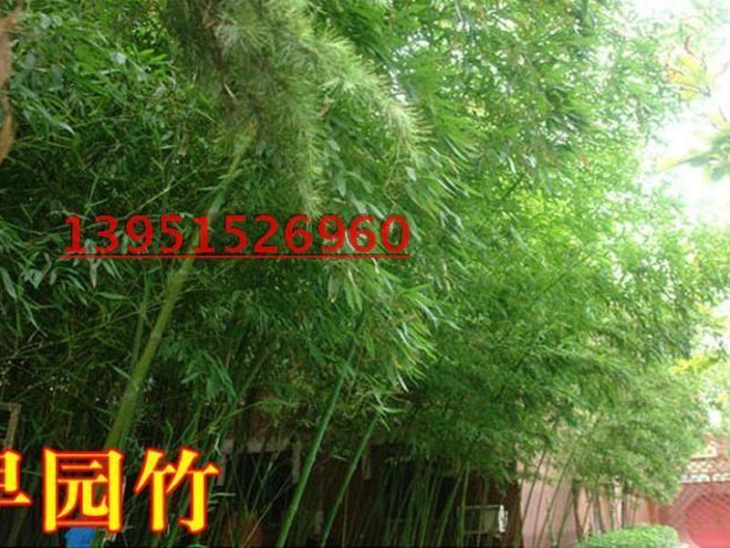 竹子建站官网地址 竹子建站怎么收费的 竹子建站官网地址 竹子建站怎么收费的