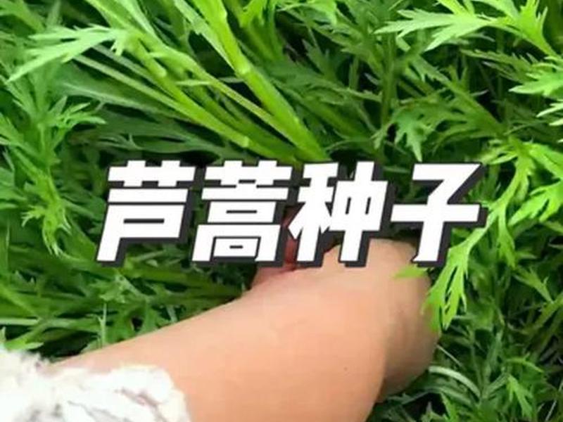 芦蒿种植过程 - 芦蒿种植过程视频