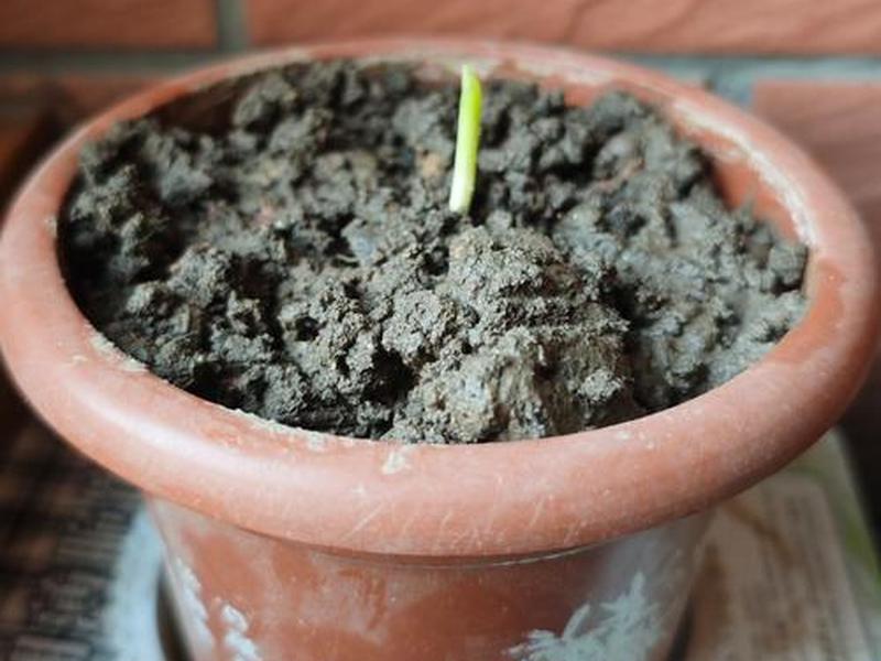 椰枣种子种植步骤 椰枣种子种植步骤视频 椰枣种子种植步骤 椰枣种子种植步骤视频