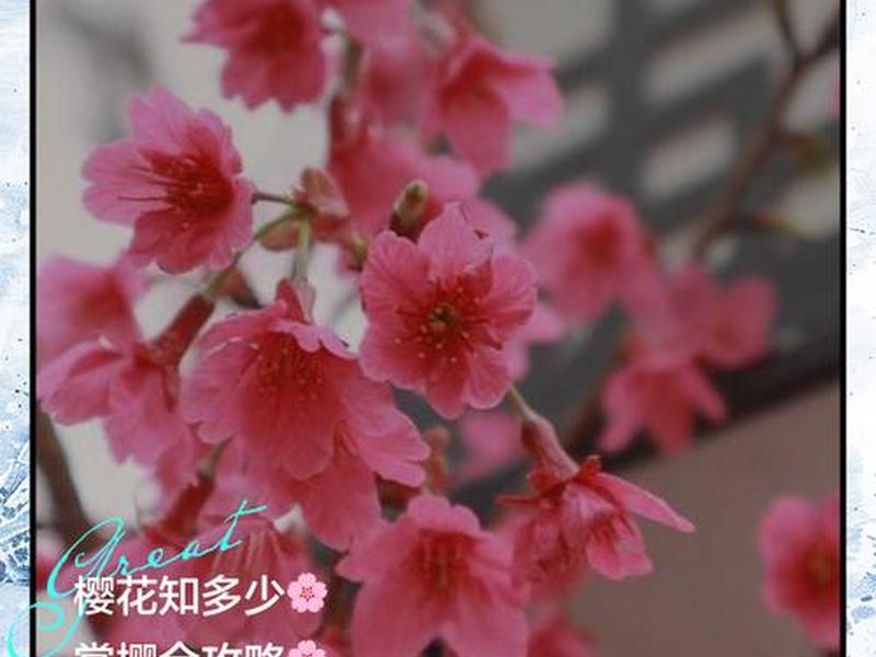 樱花映射下载方法教程,樱花映射下载方法教程手机版 樱花映射下载方法教程,樱花映射下载方法教程手机版