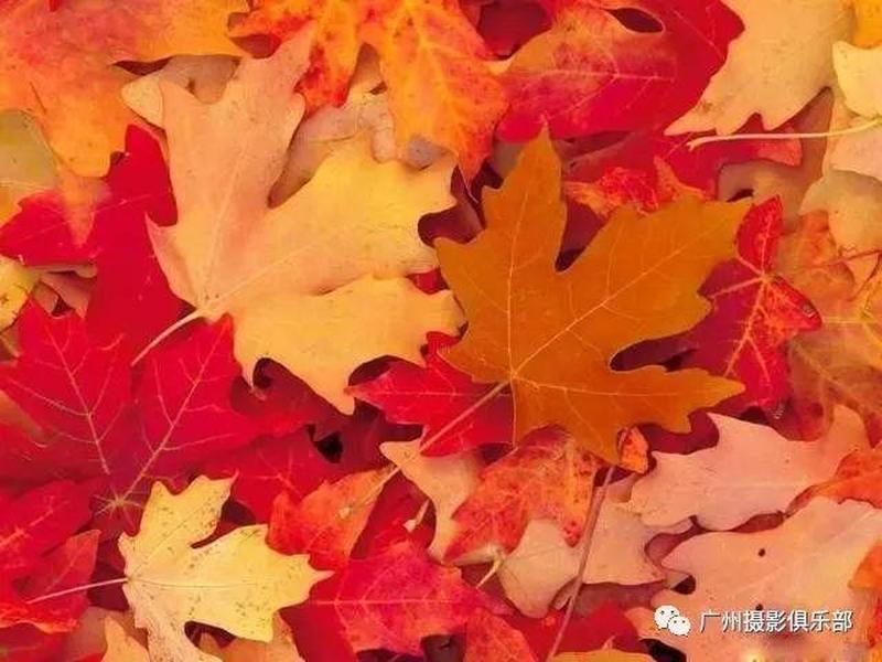 腾讯枫叶入驻条件,腾讯枫叶入驻条件是什么 腾讯枫叶入驻条件,腾讯枫叶入驻条件是什么