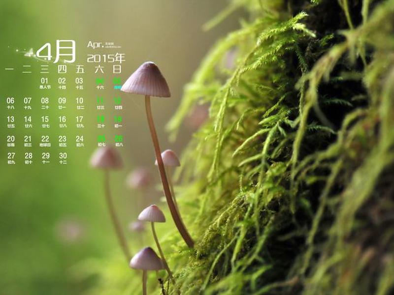 小蘑菇建站怎么设置;小蘑菇平台怎么样 小蘑菇建站怎么设置;小蘑菇平台怎么样