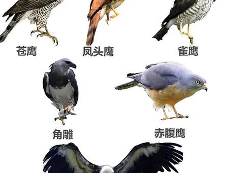 老鹰教程(老鹰教程真的那么好吗) 老鹰教程(老鹰教程真的那么好吗)